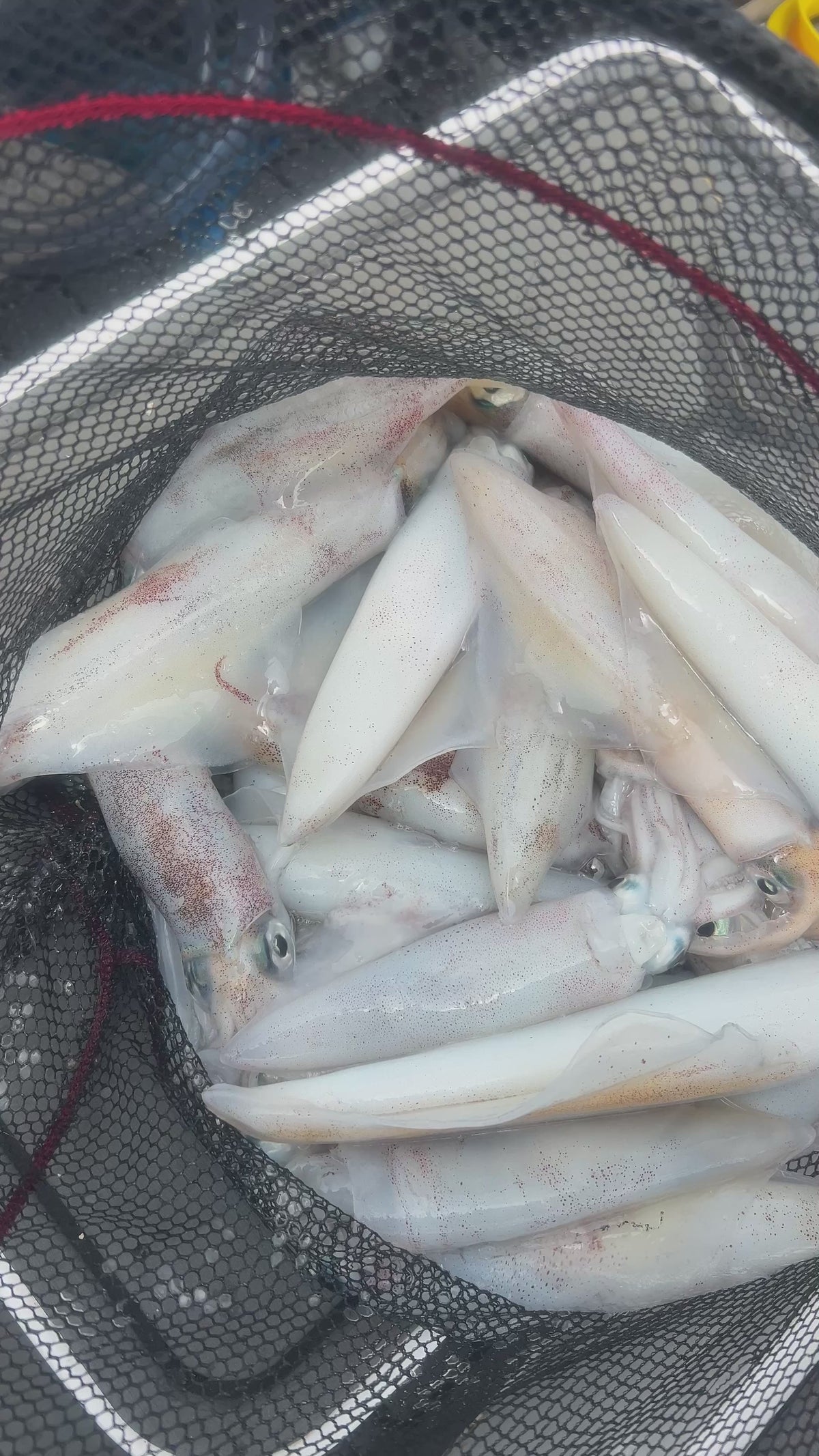 Kalamar avı için  çapari takımı